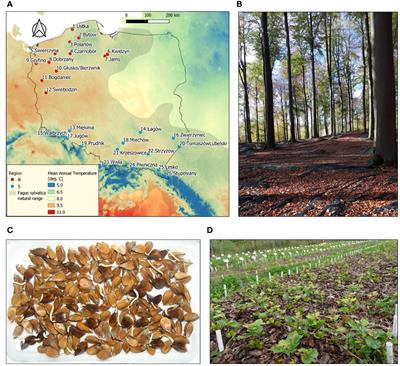 Climate legacy in seed and seedling traits of European beech populations